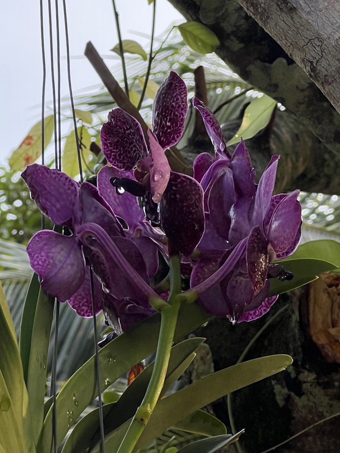 Orchideen