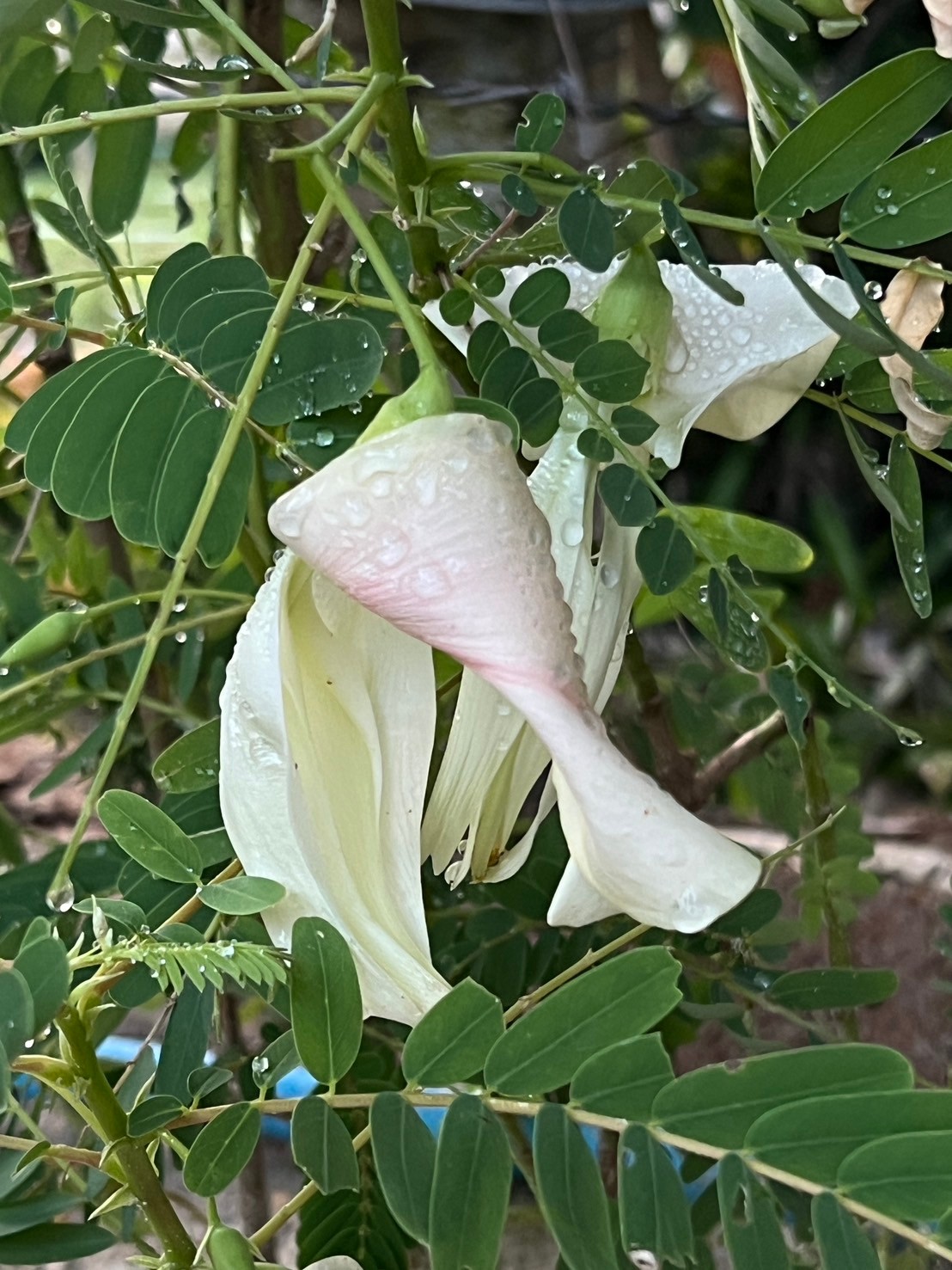 Sesbania