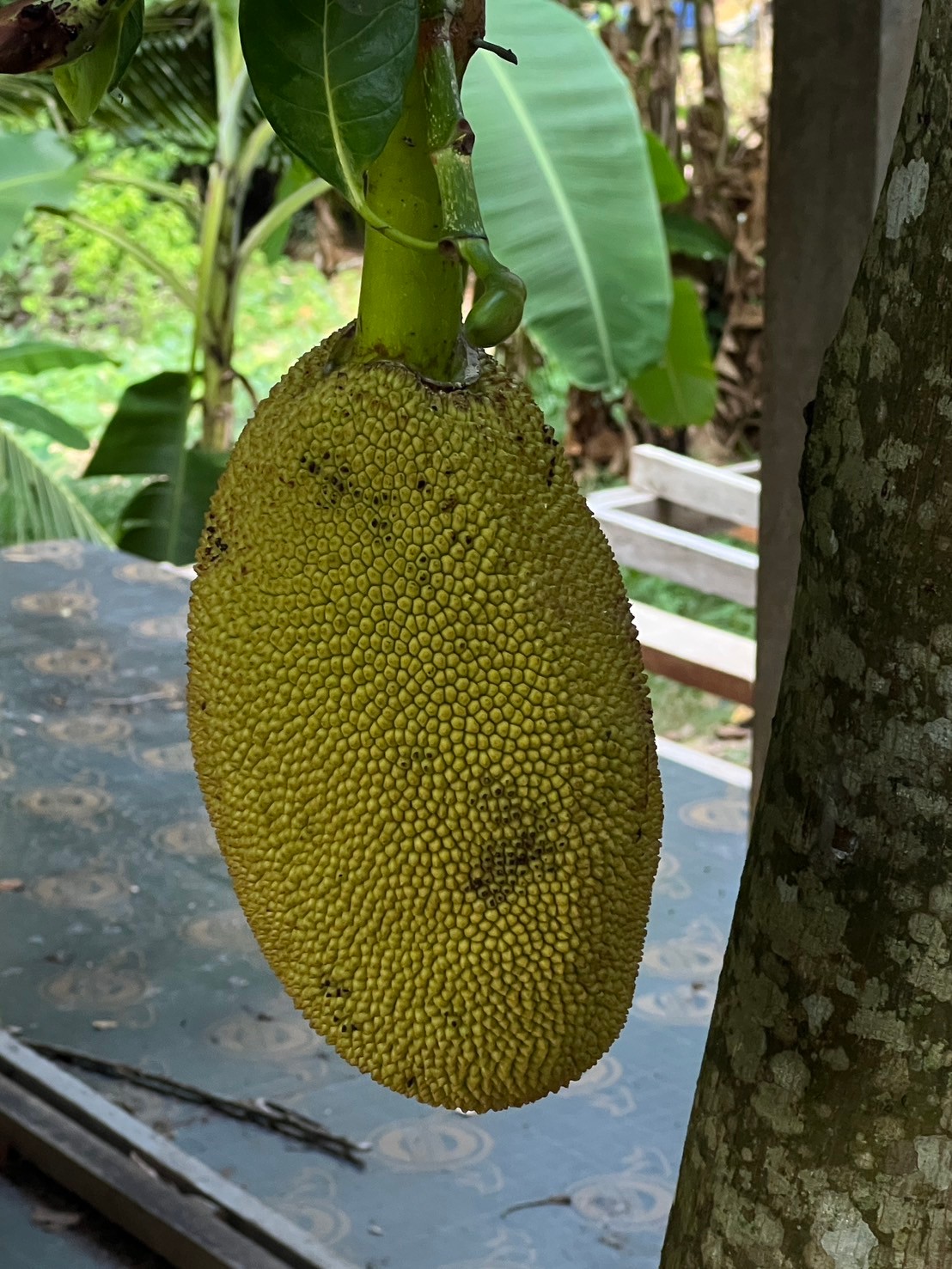 Jackfrucht