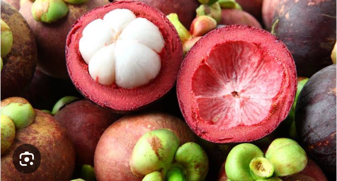 Mangostan