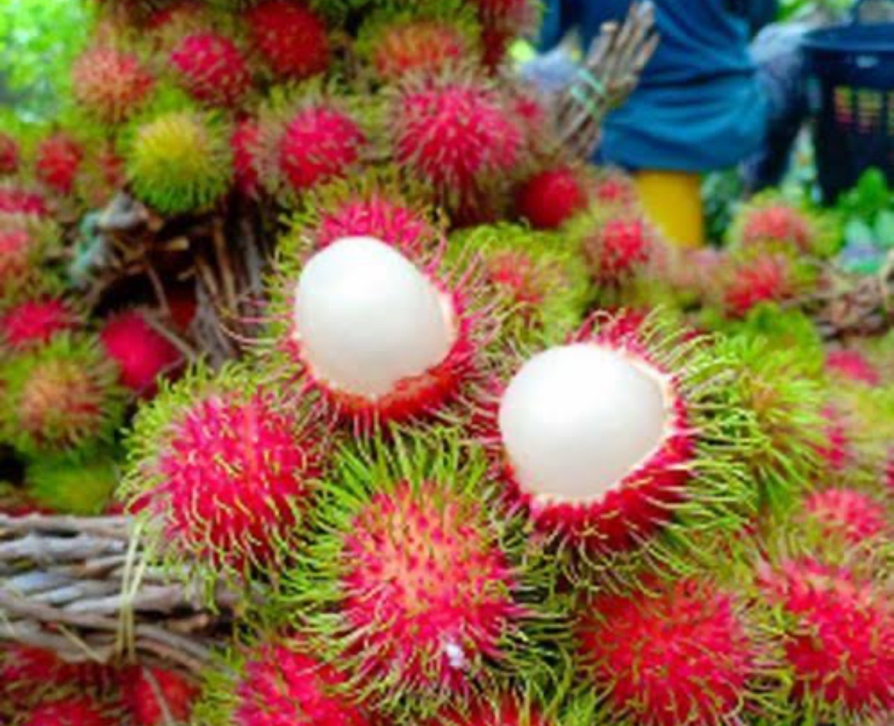 Rambutan