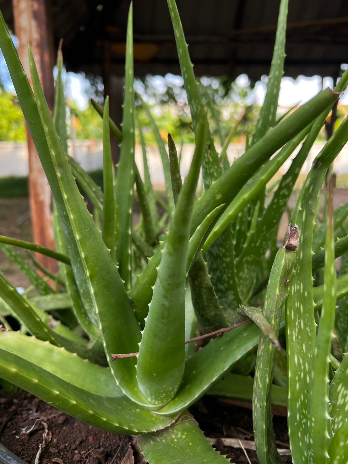 Aloe Vera