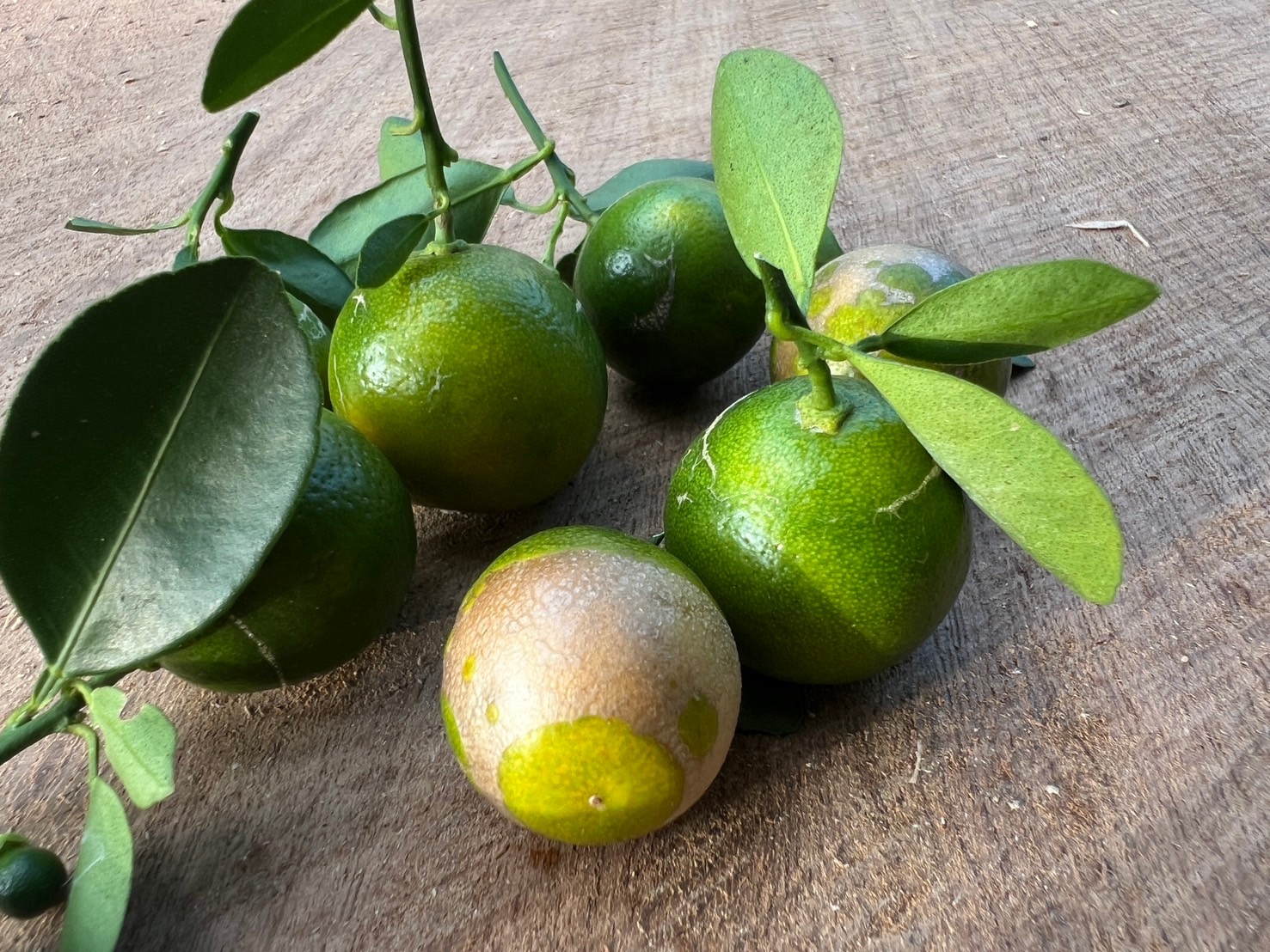 Kumquat