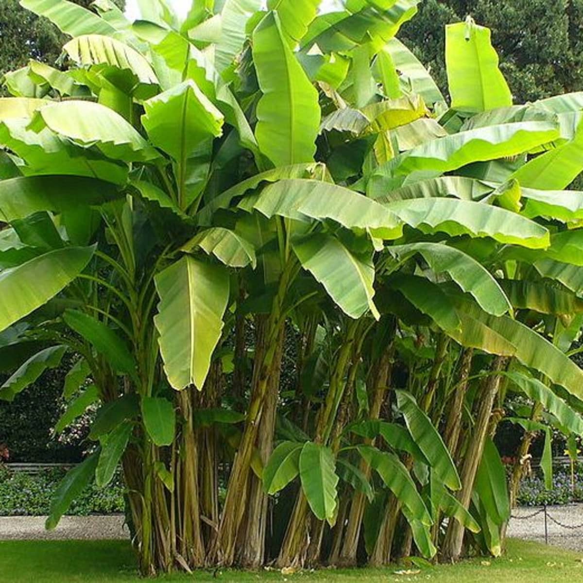 Bananen
